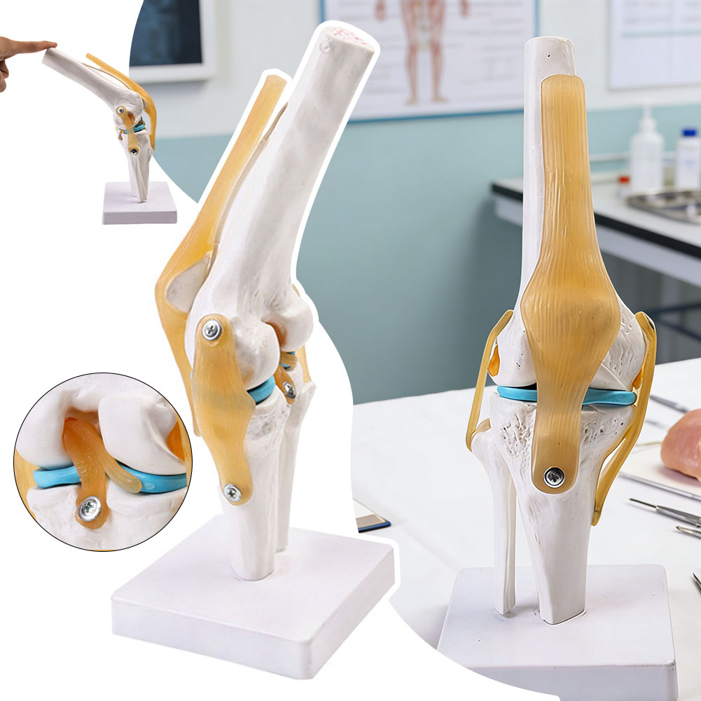 Science Hobbyist - Anatomiczny model stawu kolanowego medycznego Model