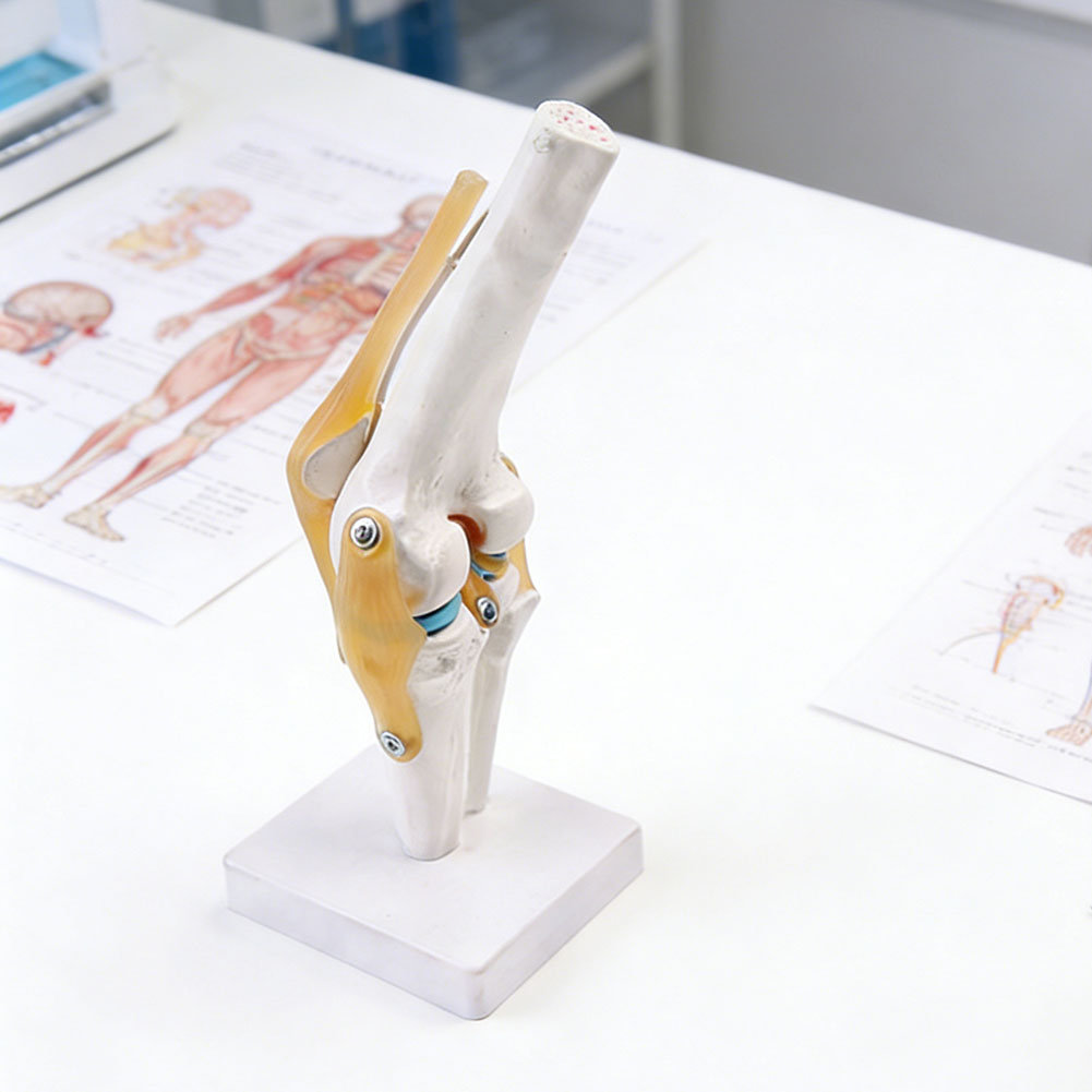 Anatomiczny model stawu kolano – Science Hobbyist recenzja i cena